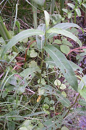 Persicaria amphibia \ Wasser-Knterich / Water Knotweed, Willow Grass, D Hambrücken 20.6.2008