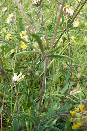 Anthyllis vulneraria subsp. polyphylla \ Steppen-Wundklee, Ungarischer Wundklee / Many-Leaved Kidney Vetch, D Bruchsal 13.6.2009