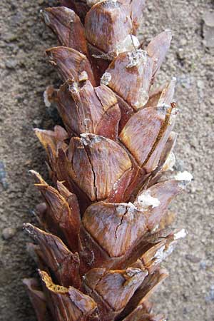 Pinus strobus \ Weymouths-Kiefer, Wei-Kiefer / Eastern White Pine, D Büttelborn 15.9.2012