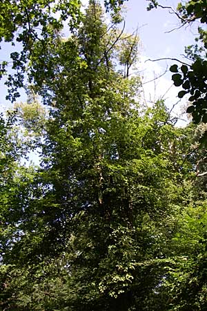 Tilia cordata \ Winter-Linde / Small-Leaved Lime, D Karlsruhe 19.7.2008