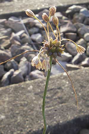 Allium vineale \ Weinberg-Lauch / Wild Onion, D Karlsruhe 14.7.2011