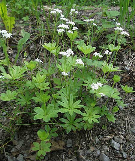 Galium odoratum \ Waldmeister / Woodruff, D Bruchsal 7.5.2006