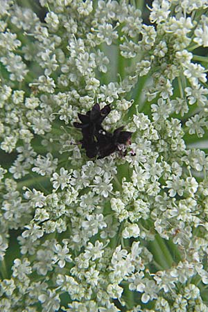 Daucus carota subsp. carota \ Wilde Mhre / Wild Carrot, Queen Anne's Lace, D Weinheim an der Bergstraße 10.7.2006