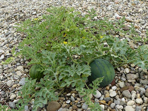 Citrullus lanatus \ Wasser-Melone / Water Melon, D Mannheim 14.9.2013