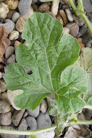 Citrullus lanatus \ Wasser-Melone / Water Melon, D Mannheim 14.9.2013