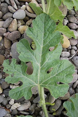 Citrullus lanatus \ Wasser-Melone / Water Melon, D Mannheim 14.9.2013