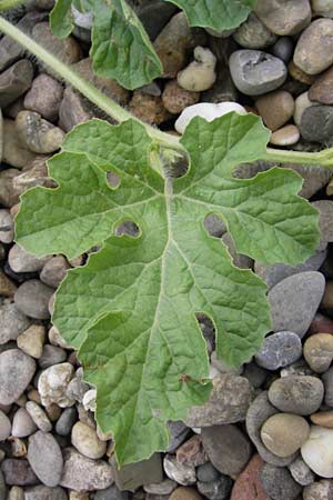 Citrullus lanatus \ Wasser-Melone / Water Melon, D Mannheim 14.9.2013