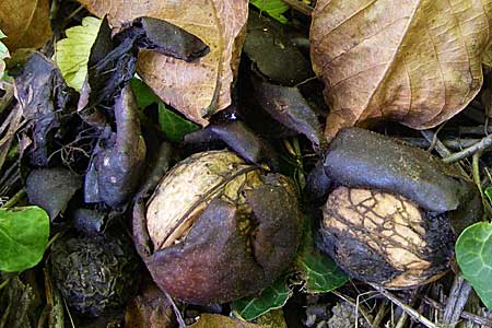 Juglans regia \ Echte Walnuss, D Pforzheim 29.9.2007