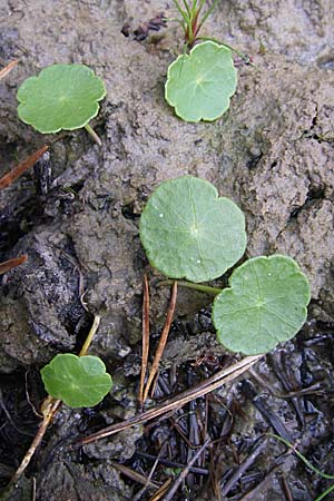 Hydrocotyle vulgaris \ Gewhnlicher Wassernabel / Marsh Pennywort, D Hassloch 14.8.2008