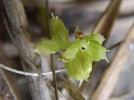 Hydrocotyle vulgaris / Marsh Pennywort, D Hassloch 14.8.2008