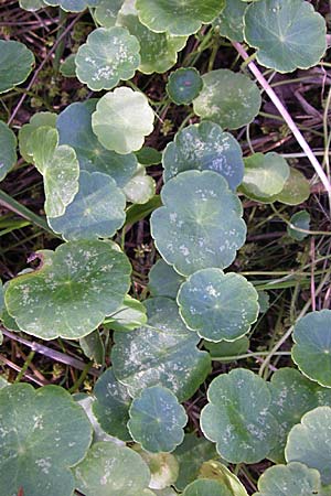 Hydrocotyle vulgaris \ Gewhnlicher Wassernabel / Marsh Pennywort, D Hassloch 14.8.2008