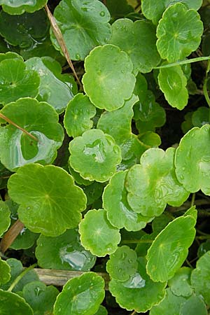 Hydrocotyle vulgaris / Marsh Pennywort, D Hassloch 9.7.2009