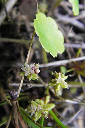 Hydrocotyle vulgaris \ Gewhnlicher Wassernabel / Marsh Pennywort, D Hassloch 22.7.2009