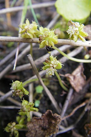 Hydrocotyle vulgaris \ Gewhnlicher Wassernabel, D Hassloch 22.7.2009