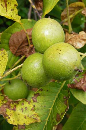 Juglans regia \ Echte Walnuss, D Groß-Gerau 23.8.2014