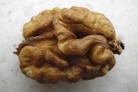 Juglans regia / Persian Walnut, D Mannheim 1.11.2014