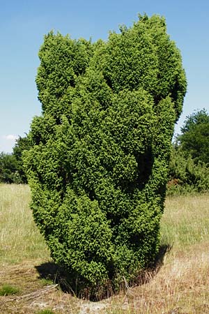 Juniperus communis \ Gewhnlicher Wacholder / Juniper, D Abensberg 13.6.2014