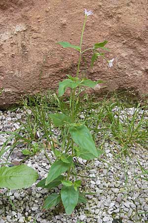 Epilobium montanum \ Berg-Weidenrschen / Broad-Leaved Willowherb, D Eisenberg 28.6.2009