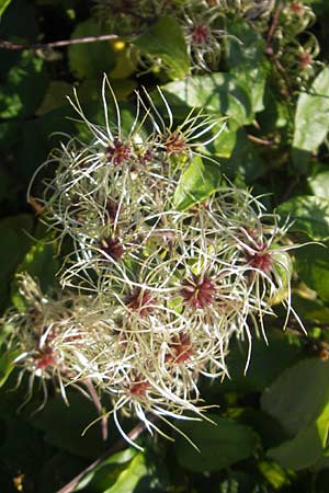 Clematis vitalba \ Gewhnliche Waldrebe / Traveller's Joy, D Waghäusel 1.10.2011