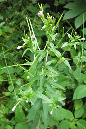 Epilobium parviflorum \ Kleinbltiges Weidenrschen / Hoary Willowherb, Small-Flowered Willowherb, D Mannheim 18.7.2012