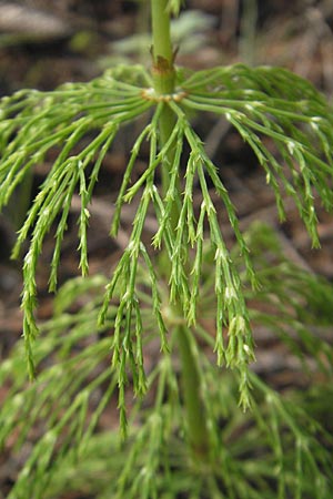 Equisetum sylvaticum \ Wald-Schachtelhalm, D Kempten 22.5.2009