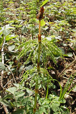 Equisetum sylvaticum \ Wald-Schachtelhalm / Wood Horsetail, D Kempten 22.5.2009