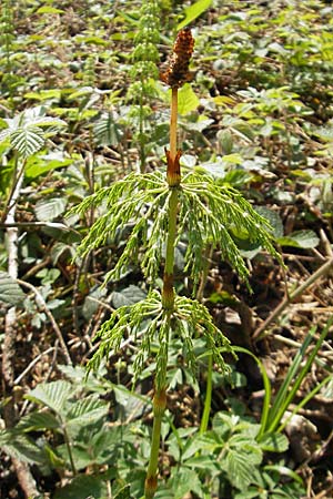 Equisetum sylvaticum \ Wald-Schachtelhalm, D Kempten 22.5.2009