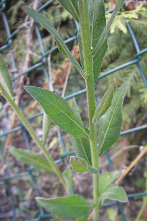 Oenothera lindheimeri \ Prrie-Prachtkerze, D Weinheim an der Bergstraße 8.9.2009