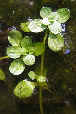 Callitriche stagnalis ? \ Teich-Wasserstern / Pond Water Starwort, D Odenwald, Neckargemünd-Mückenloch 26.5.2011