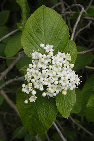 Viburnum lantana \ Wolliger Schneeball, D Franken Weismain 7.5.2012