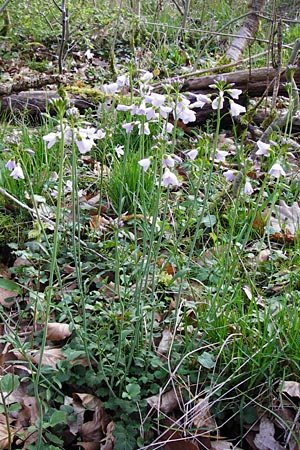 Cardamine pratensis agg. / Cuckooflower, D Bensheim-Langwaden 24.3.2014