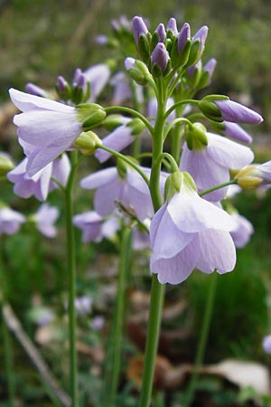 Cardamine pratensis agg. \ Wiesen-Schaumkraut, D Bensheim-Langwaden 24.3.2014