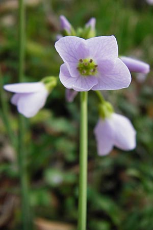 Cardamine pratensis agg. \ Wiesen-Schaumkraut, D Bensheim-Langwaden 24.3.2014