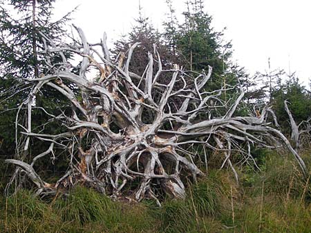 Picea abies \ Fichte, Rottanne, D Schwarzwald, Schliffkopf 11.9.2014