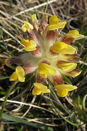 Anthyllis vulneraria subsp. pseudovulneraria \ Futter-Wundklee / Fodder Kidney Vetch, D Neuleiningen 12.4.2007