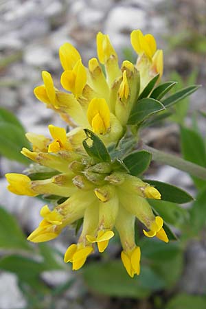 Anthyllis vulneraria subsp. polyphylla \ Steppen-Wundklee, Ungarischer Wundklee, D Gerolzhofen-Sulzheim 25.4.2009