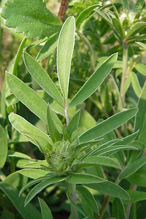 Anthyllis vulneraria subsp. polyphylla \ Steppen-Wundklee, Ungarischer Wundklee / Many-Leaved Kidney Vetch, D Germersheim 1.5.2009