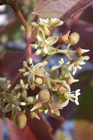 Parthenocissus inserta \ Wilder Wein / False Virginia Creeper, D Mannheim 19.6.2009