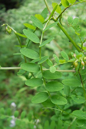 Vicia sylvatica \ Wald-Wicke / Wood Vetch, D Bodman 17.6.2011