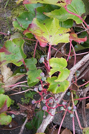 Parthenocissus tricuspidata \ Wilder Wein / Boston Ivy, Japanese Creeper, D Ludwigshafen 18.9.2012