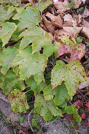 Parthenocissus tricuspidata \ Wilder Wein / Boston Ivy, Japanese Creeper, D Ludwigshafen 18.9.2012