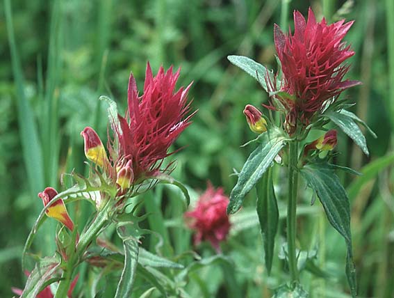 Melampyrum arvense \ Acker-Wachtelweizen / Field Cow-Wheat, D Apfelberg 22.5.1994