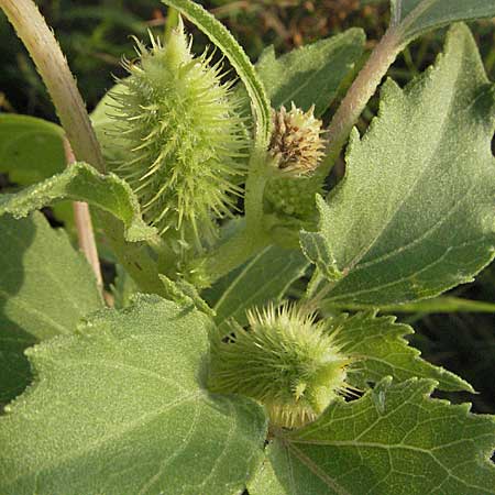 Xanthium albinum \ Ufer-Spitzklette, D Mannheim,  Friesenheimer Insel 31.7.2006