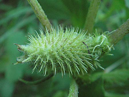 Xanthium albinum \ Ufer-Spitzklette / Riverside Cocklebur, D Mannheim,  Friesenheimer Insel 21.8.2006