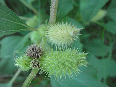 Xanthium albinum \ Ufer-Spitzklette / Riverside Cocklebur, D Mannheim,  Friesenheimer Insel 21.8.2006