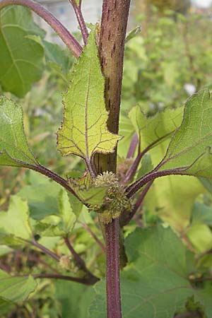 Xanthium albinum \ Ufer-Spitzklette, D Viernheim 1.11.2008