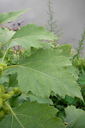 Xanthium albinum \ Ufer-Spitzklette / Riverside Cocklebur, D Mannheim, Neckar-Ufer 15.9.2013