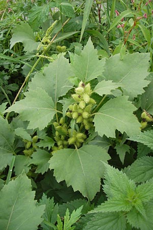 Xanthium albinum \ Ufer-Spitzklette / Riverside Cocklebur, D Mannheim, Neckar-Ufer 15.9.2013