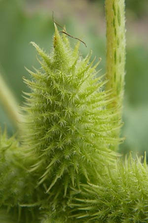 Xanthium albinum \ Ufer-Spitzklette / Riverside Cocklebur, D Mannheim, Neckar-Ufer 15.9.2013