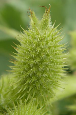 Xanthium albinum \ Ufer-Spitzklette / Riverside Cocklebur, D Mannheim, Neckar-Ufer 15.9.2013